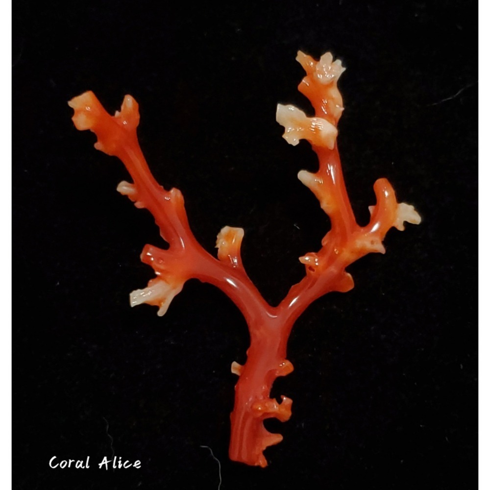 🌟Coral珊寶手作-天然阿卡珊瑚/紅珊瑚/赤血珊瑚自然枝 51.8*41.8mm CO2P15113-細節圖2