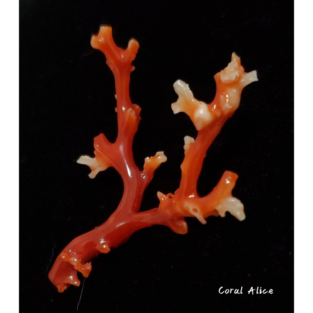 🌟Coral珊寶手作-天然阿卡珊瑚/紅珊瑚/赤血珊瑚自然枝 51.8*41.8mm CO2P15113-細節圖4