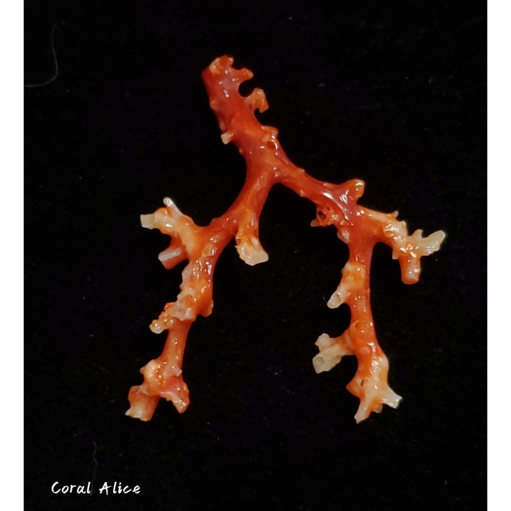 🌟Coral珊寶手作-天然阿卡珊瑚/紅珊瑚/赤血珊瑚自然枝 51.8*41.8mm CO2P15113-細節圖5