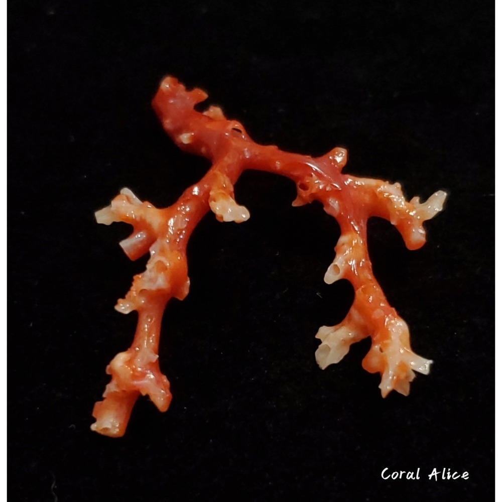 🌟Coral珊寶手作-天然阿卡珊瑚/紅珊瑚/赤血珊瑚自然枝 51.8*41.8mm CO2P15113-細節圖6