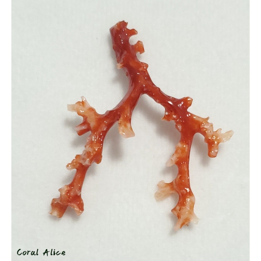 🌟Coral珊寶手作-天然阿卡珊瑚/紅珊瑚/赤血珊瑚自然枝 51.8*41.8mm CO2P15113-細節圖9