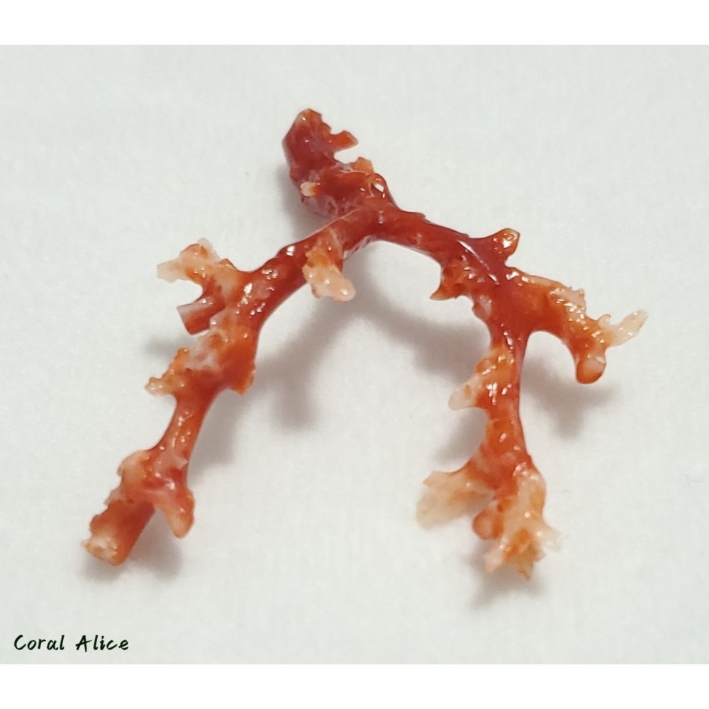 🌟Coral珊寶手作-天然阿卡珊瑚/紅珊瑚/赤血珊瑚自然枝 51.8*41.8mm CO2P15113-細節圖10