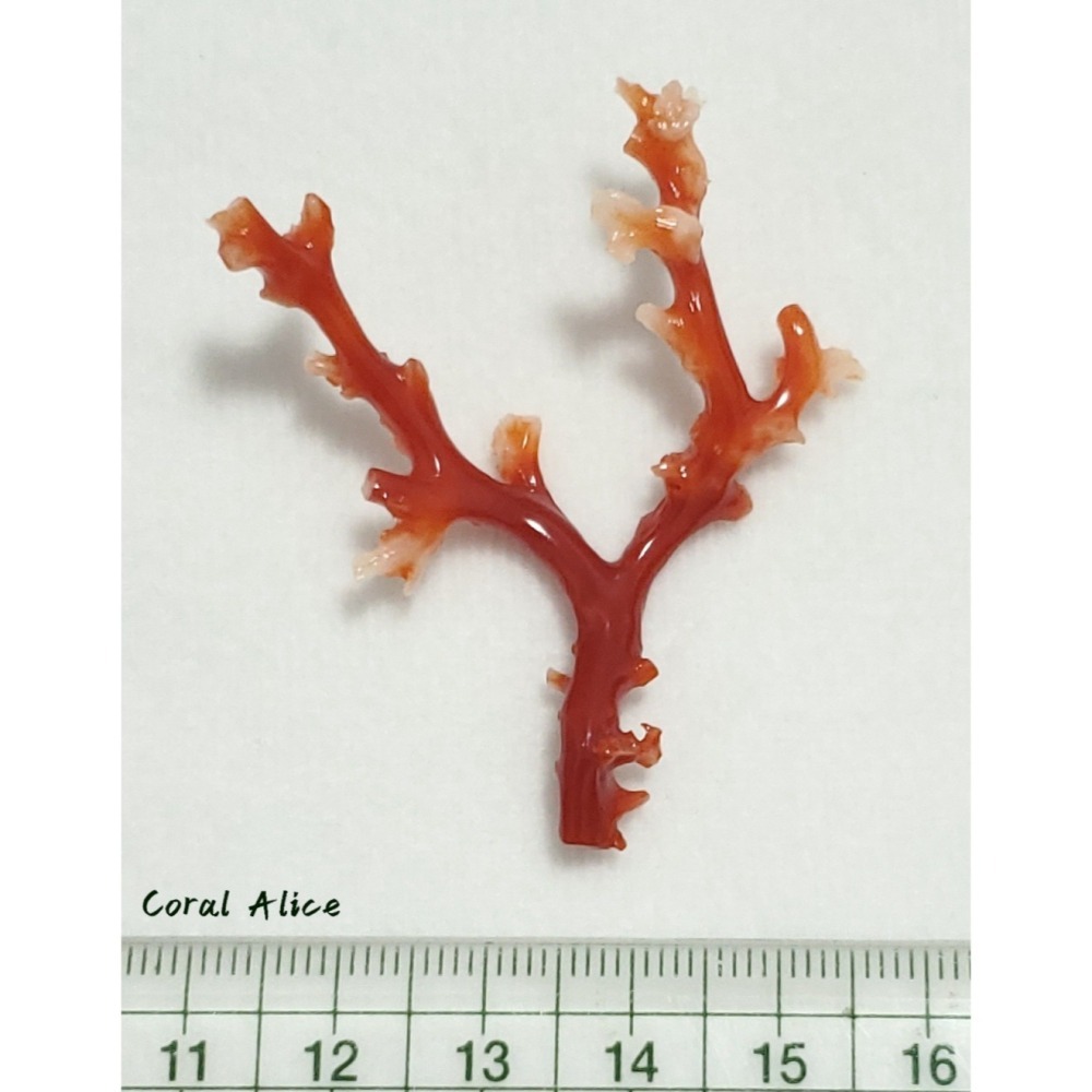 🌟Coral珊寶手作-天然阿卡珊瑚/紅珊瑚/赤血珊瑚自然枝 51.8*41.8mm CO2P15113-細節圖11