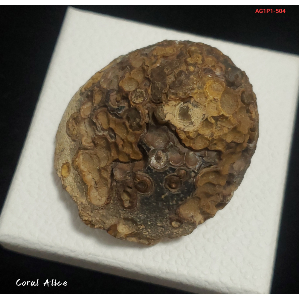 🌟Coral珊寶手作-天然戈壁石原礦/眼睛石 62.3*63.5*46.5mm AG1P1-504-細節圖2