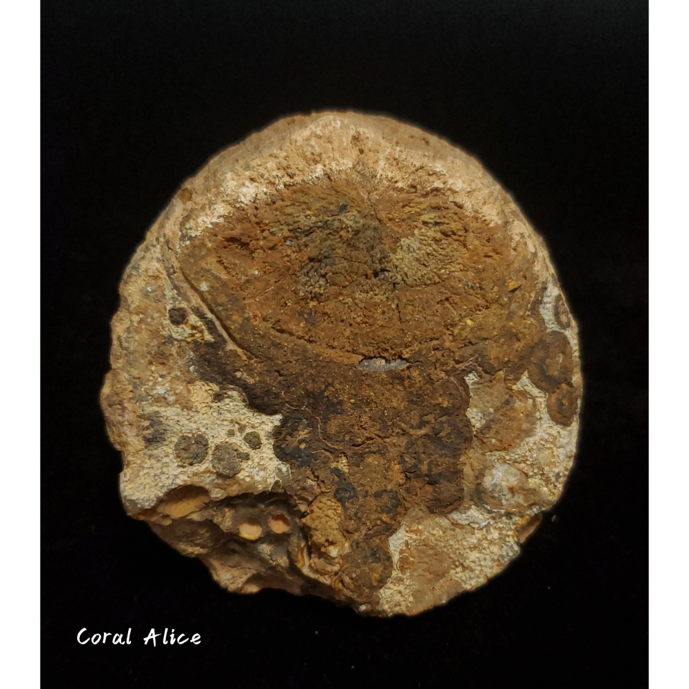 🌟Coral珊寶手作-天然戈壁石原礦/眼睛石 62.3*63.5*46.5mm AG1P1-504-細節圖5