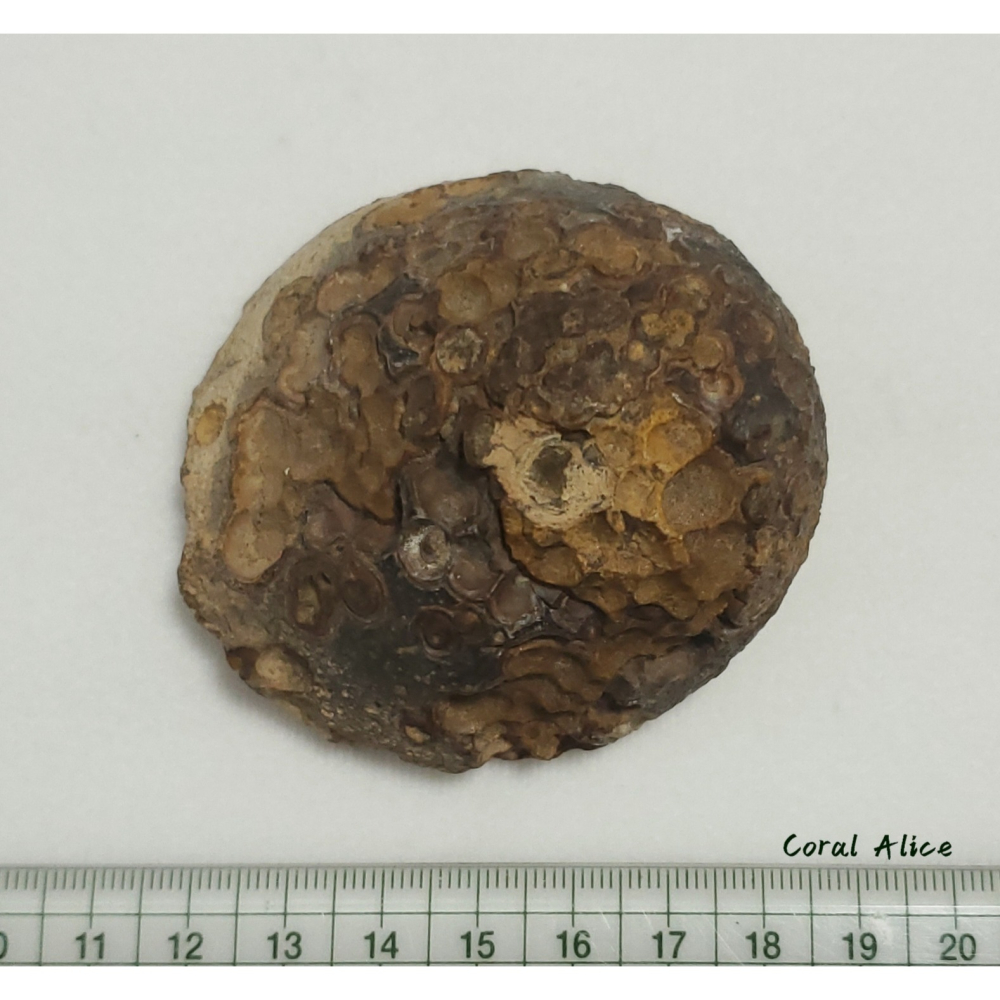 🌟Coral珊寶手作-天然戈壁石原礦/眼睛石 62.3*63.5*46.5mm AG1P1-504-細節圖7