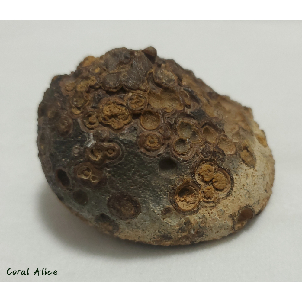 🌟Coral珊寶手作-天然戈壁石原礦/眼睛石 62.3*63.5*46.5mm AG1P1-504-細節圖10