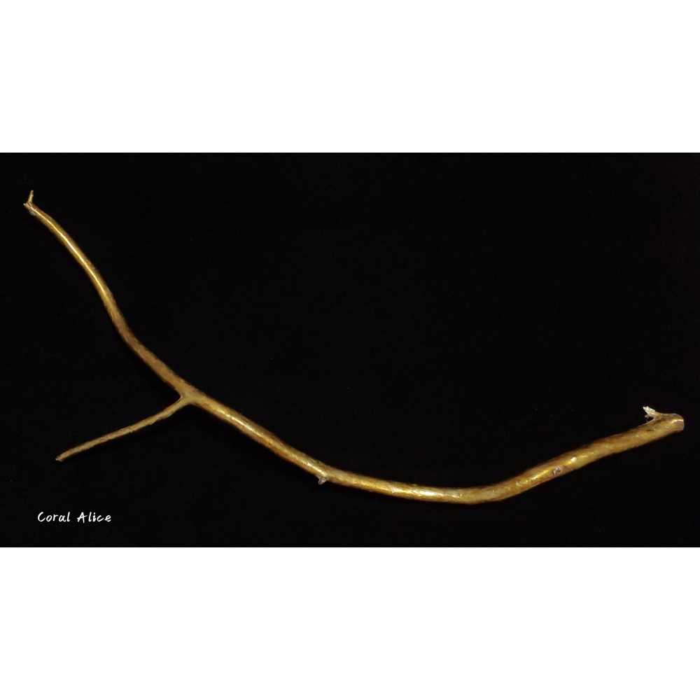 🌟Coral珊寶手作-天然柳珊瑚/藤柳/海藤自然枝 26.5cm CO2P1-048-細節圖2