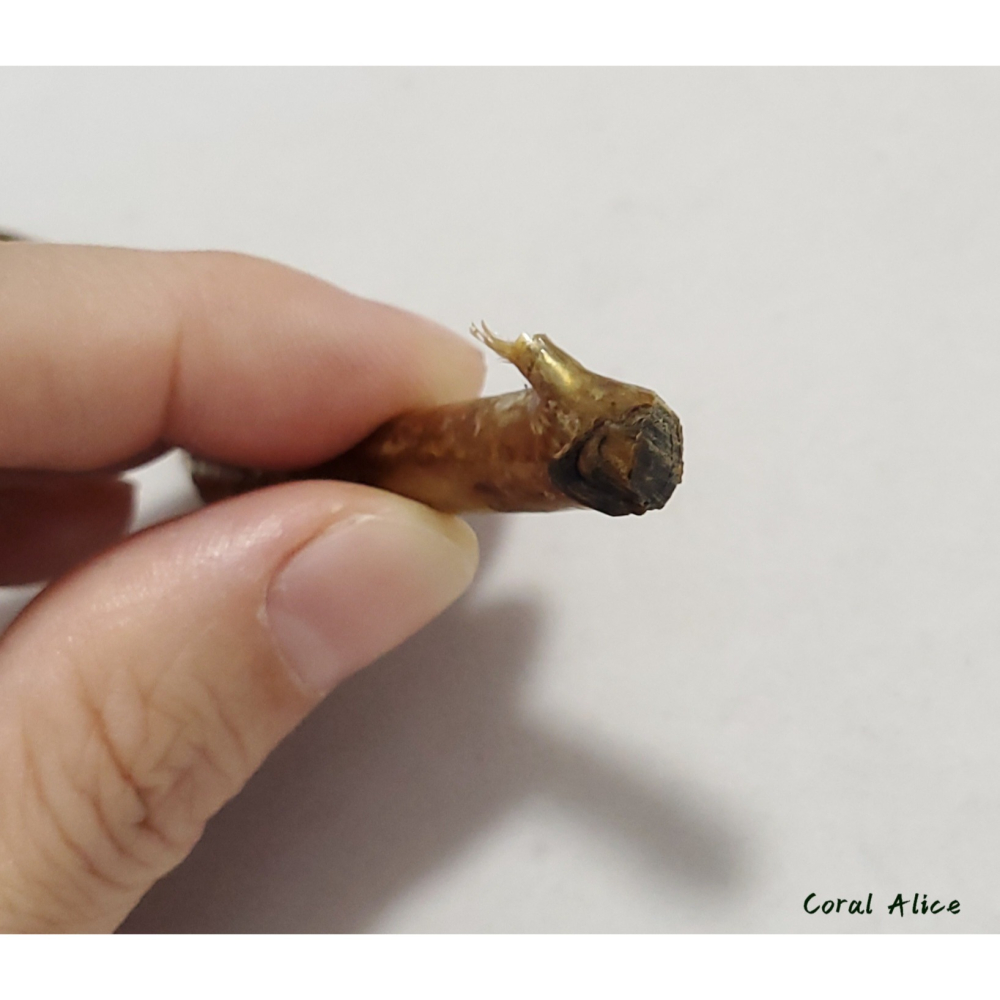 🌟Coral珊寶手作-天然柳珊瑚/藤柳/海藤自然枝 26.5cm CO2P1-048-細節圖7