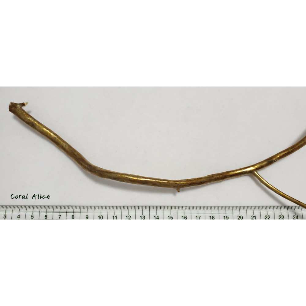 🌟Coral珊寶手作-天然柳珊瑚/藤柳/海藤自然枝 26.5cm CO2P1-048-細節圖11