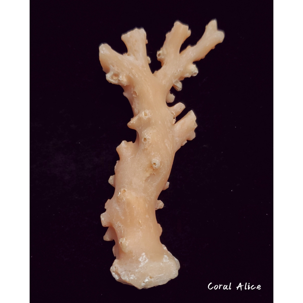 🌟Coral珊寶手作-天然淺色阿卡珊瑚自然枝(未拋光) 109.8*50.0mm #天使之肌 CO1P1-501-細節圖2