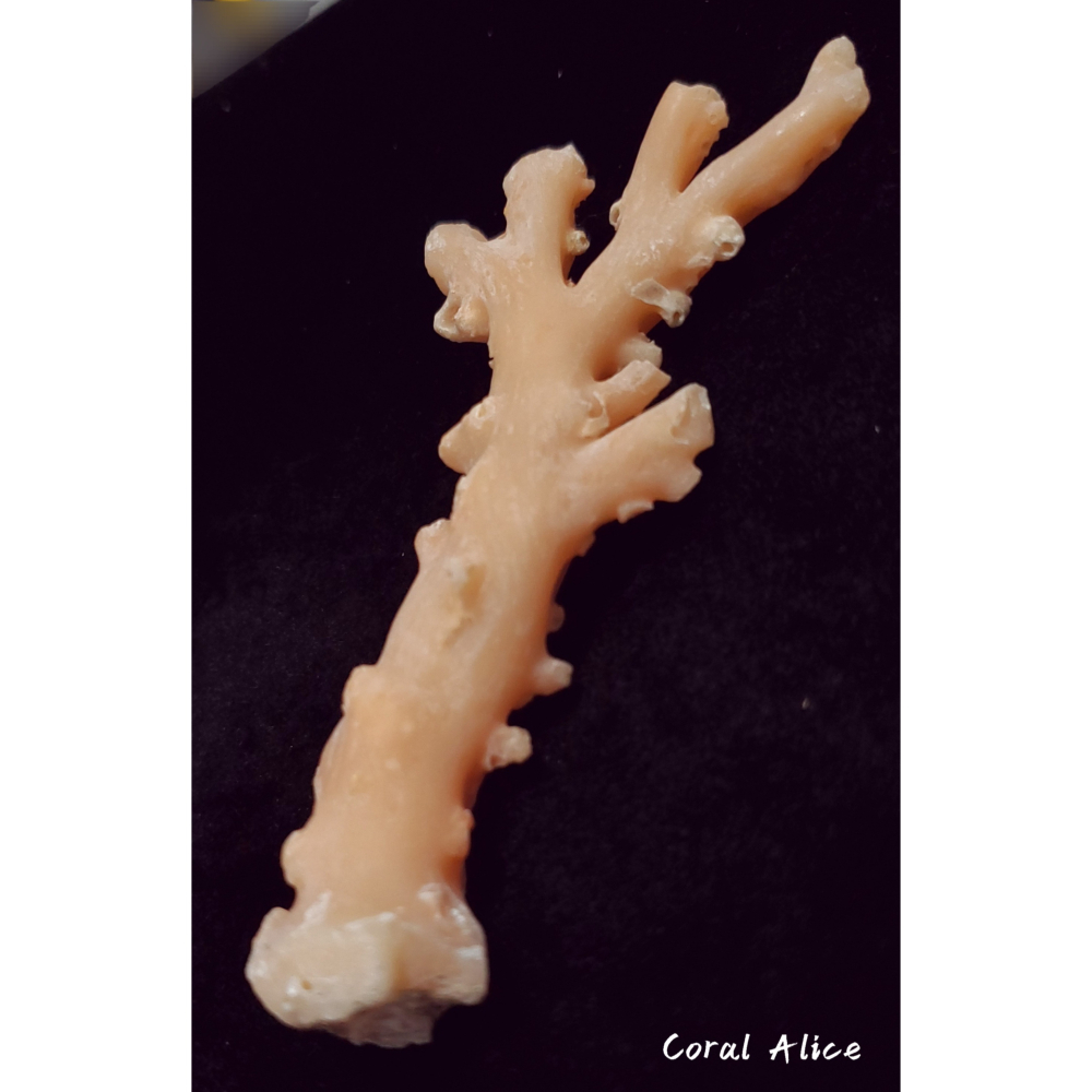 🌟Coral珊寶手作-天然淺色阿卡珊瑚自然枝(未拋光) 109.8*50.0mm #天使之肌 CO1P1-501-細節圖3