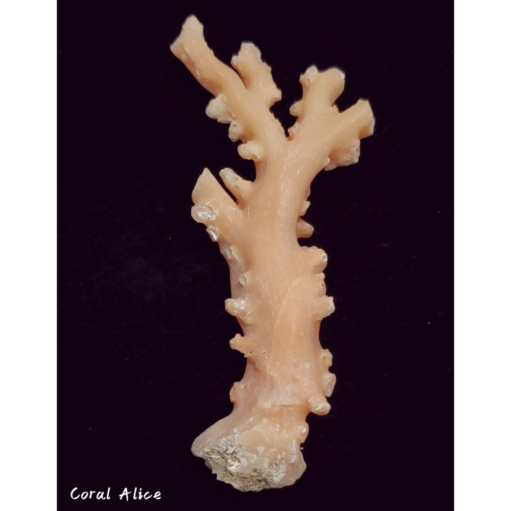 🌟Coral珊寶手作-天然淺色阿卡珊瑚自然枝(未拋光) 109.8*50.0mm #天使之肌 CO1P1-501-細節圖4
