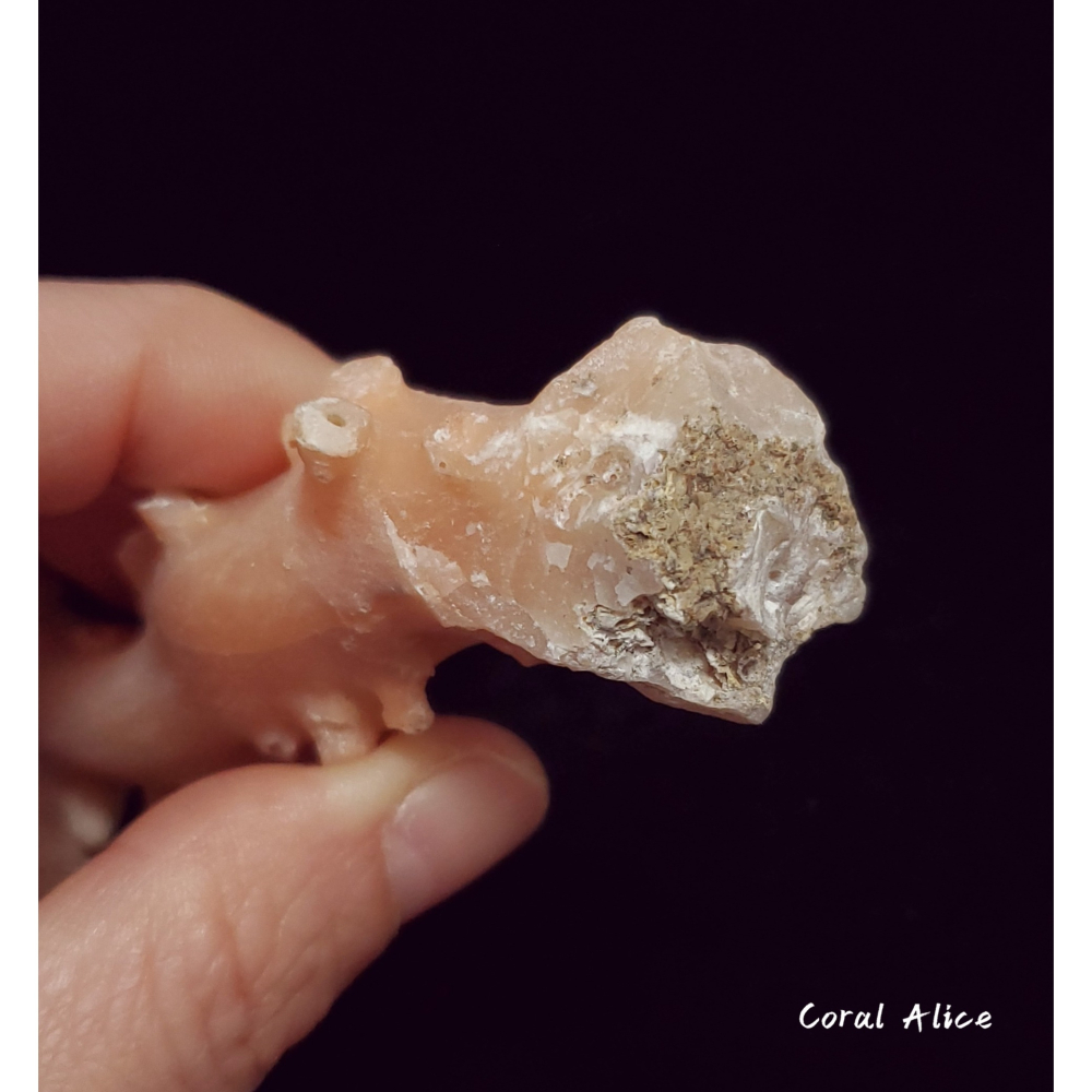 🌟Coral珊寶手作-天然淺色阿卡珊瑚自然枝(未拋光) 109.8*50.0mm #天使之肌 CO1P1-501-細節圖5