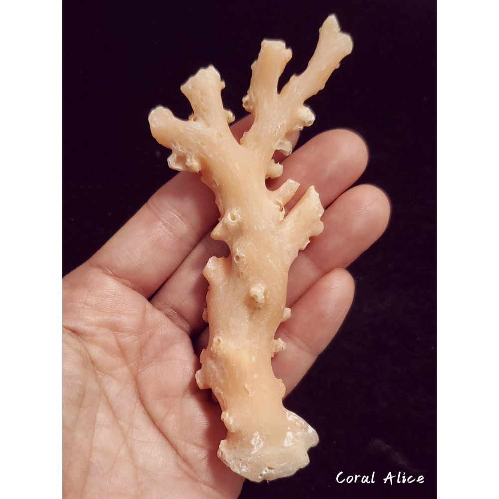 🌟Coral珊寶手作-天然淺色阿卡珊瑚自然枝(未拋光) 109.8*50.0mm #天使之肌 CO1P1-501-細節圖6