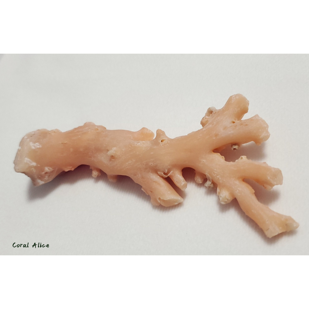 🌟Coral珊寶手作-天然淺色阿卡珊瑚自然枝(未拋光) 109.8*50.0mm #天使之肌 CO1P1-501-細節圖7