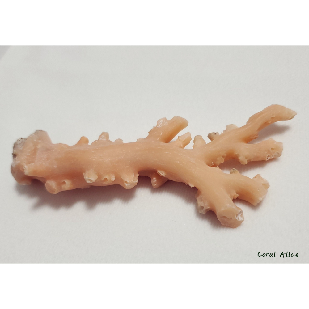 🌟Coral珊寶手作-天然淺色阿卡珊瑚自然枝(未拋光) 109.8*50.0mm #天使之肌 CO1P1-501-細節圖8