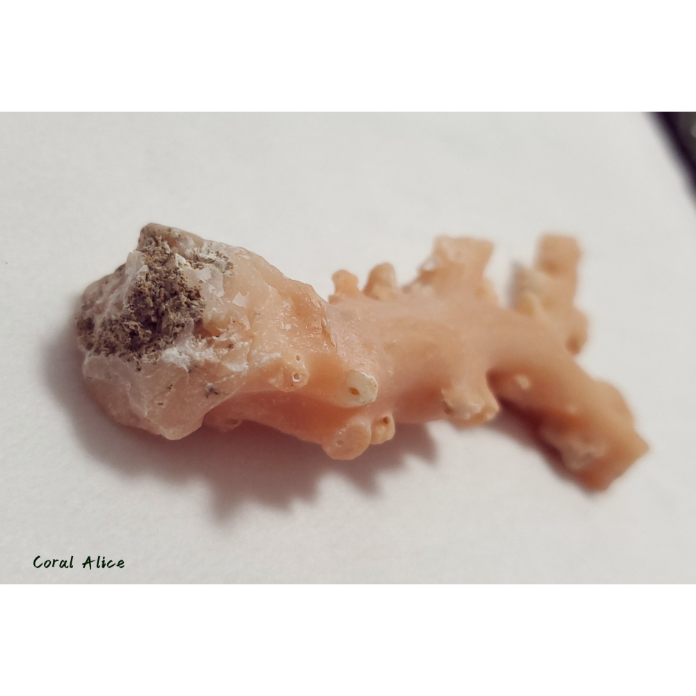 🌟Coral珊寶手作-天然淺色阿卡珊瑚自然枝(未拋光) 109.8*50.0mm #天使之肌 CO1P1-501-細節圖9