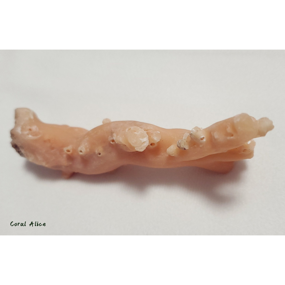 🌟Coral珊寶手作-天然淺色阿卡珊瑚自然枝(未拋光) 109.8*50.0mm #天使之肌 CO1P1-501-細節圖10