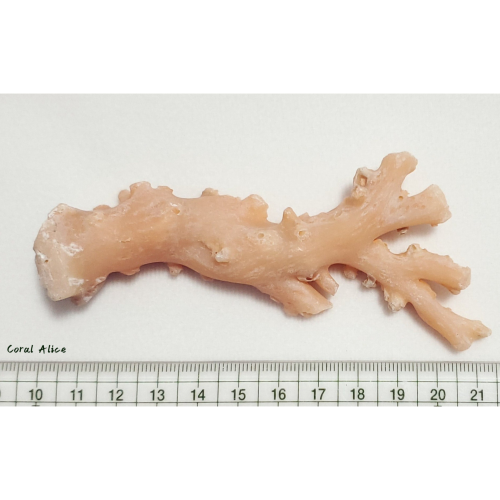 🌟Coral珊寶手作-天然淺色阿卡珊瑚自然枝(未拋光) 109.8*50.0mm #天使之肌 CO1P1-501-細節圖11