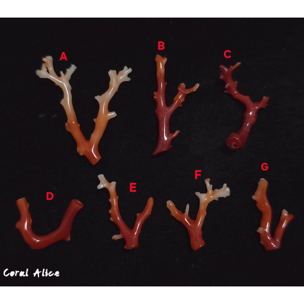 🌟Coral珊寶手作-天然阿卡珊瑚自然枝 CO2P15202-細節圖2