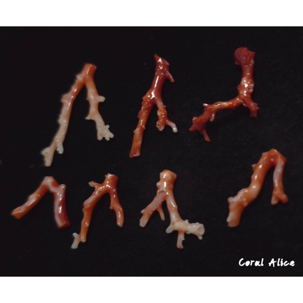 🌟Coral珊寶手作-天然阿卡珊瑚自然枝 CO2P15202-細節圖6