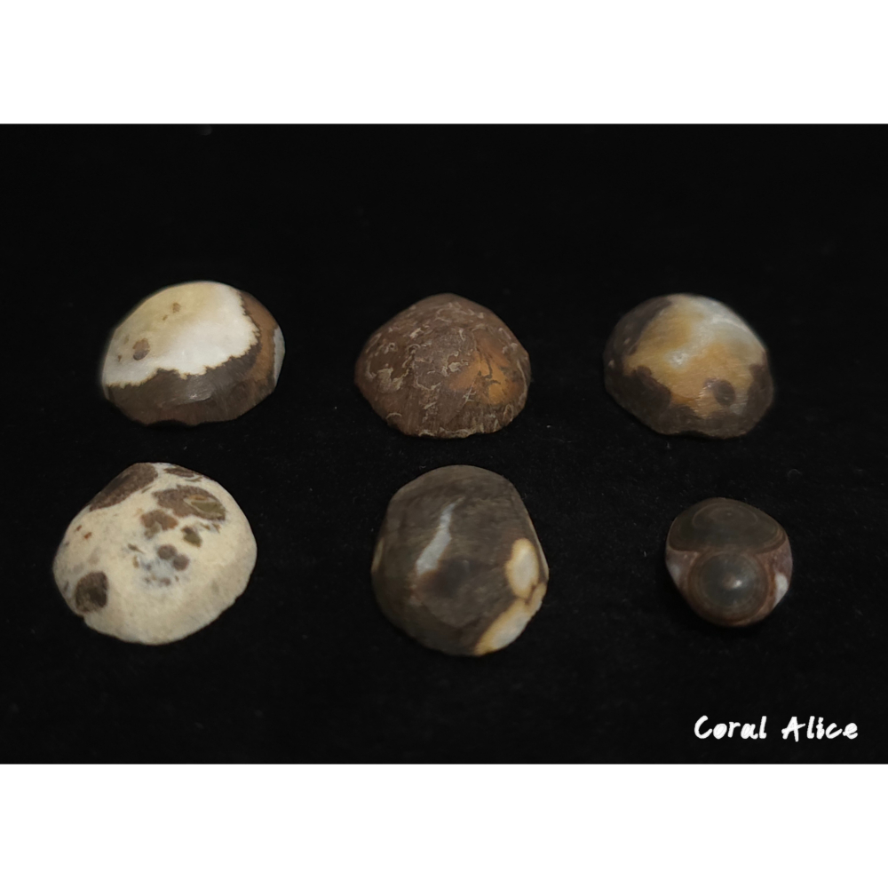 🌟Coral珊寶手作-天然澎湖文石蛋面裸石(粗胚) JD2P1-825-細節圖4
