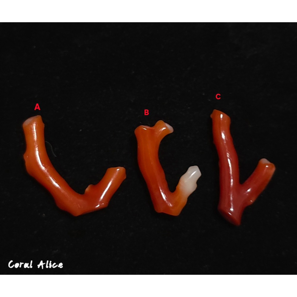 🌟Coral珊寶手作-天然阿卡珊瑚自然枝 CO2P15219-細節圖2