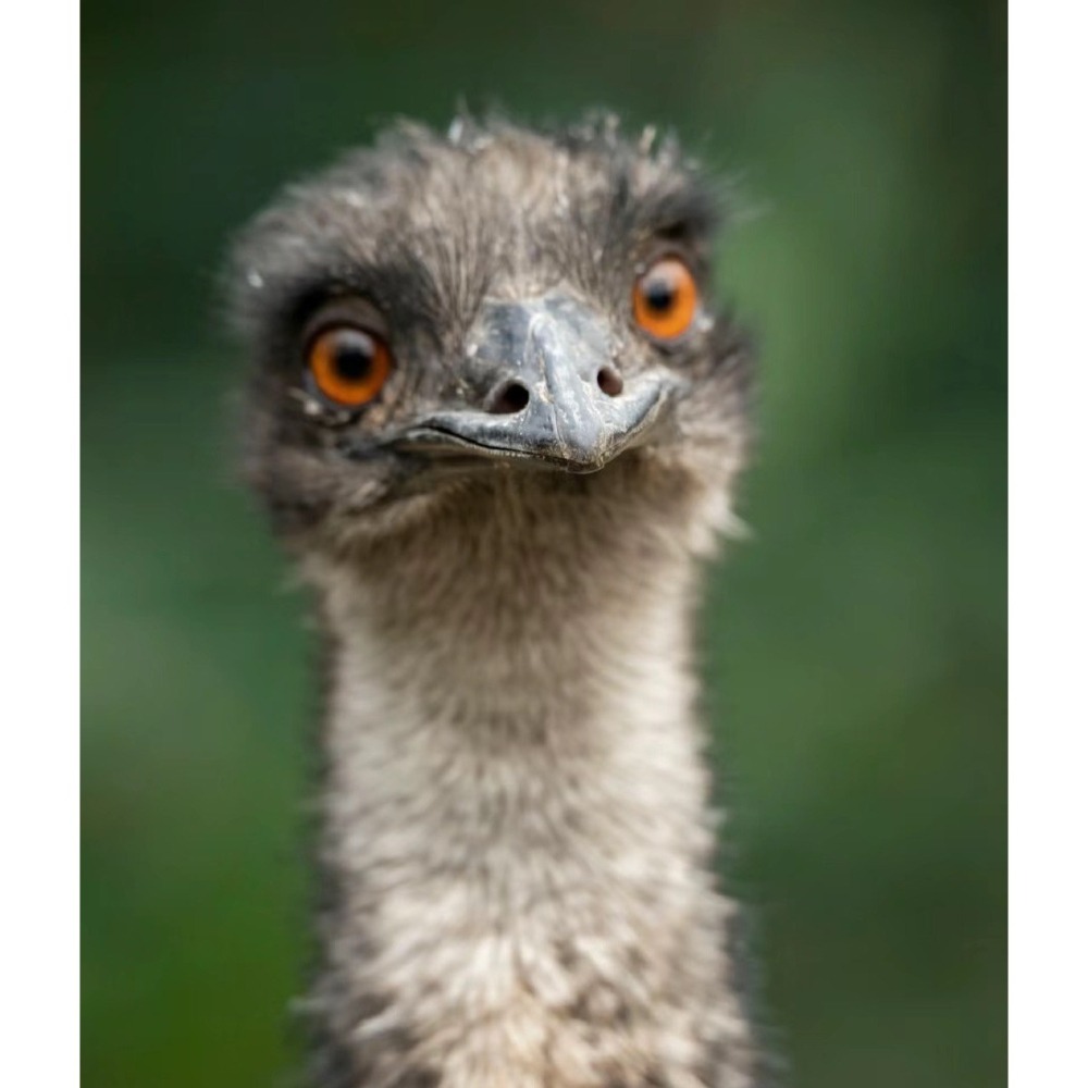 親飛現貨  澳洲 Healthy Care鴯鶓油 內塞滴管 鵝鶓膏-細節圖4