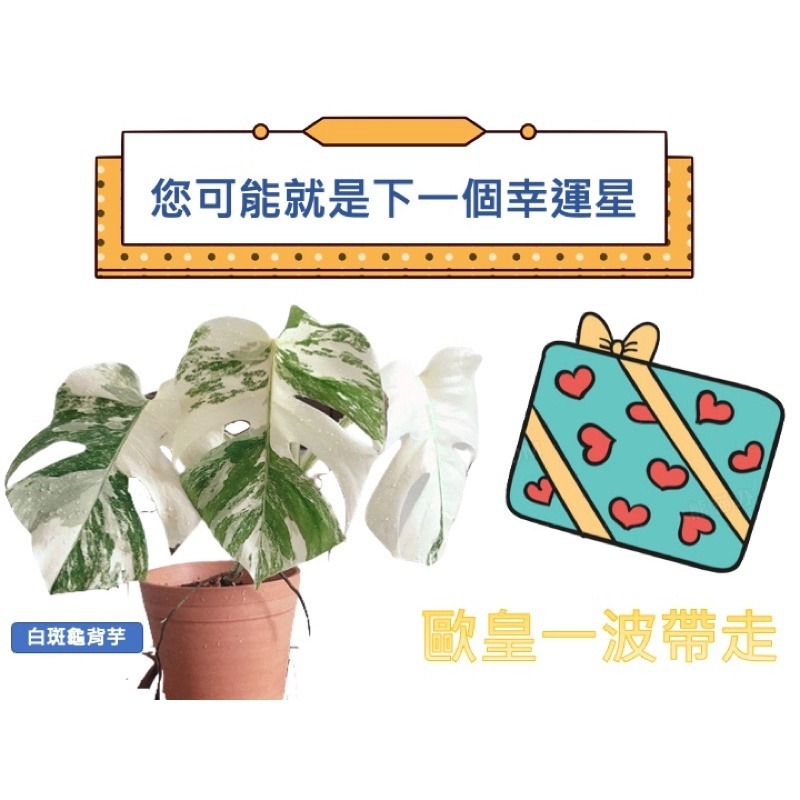 ［植禾實驗室］植物盲盒 植盒 鹿角蕨 觀葉植物 雨林 空氣鳳梨 多肉 香草 盆栽 植物 聖誕節 禮物 驚喜 療癒 盲包-細節圖3