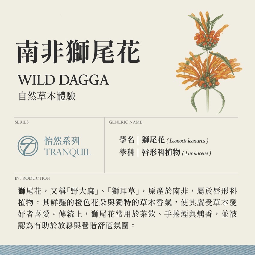 荷蘭製造｜獅尾花｜Wild Dagga Leonotis Leonurus 乾燥 花 草 茶 原料｜本草・草本實驗室-細節圖2