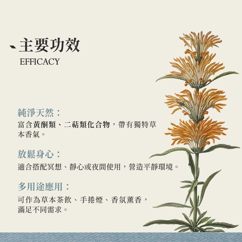 荷蘭製造｜獅尾花｜Wild Dagga Leonotis Leonurus 乾燥 花 草 茶 原料｜本草・草本實驗室-細節圖3
