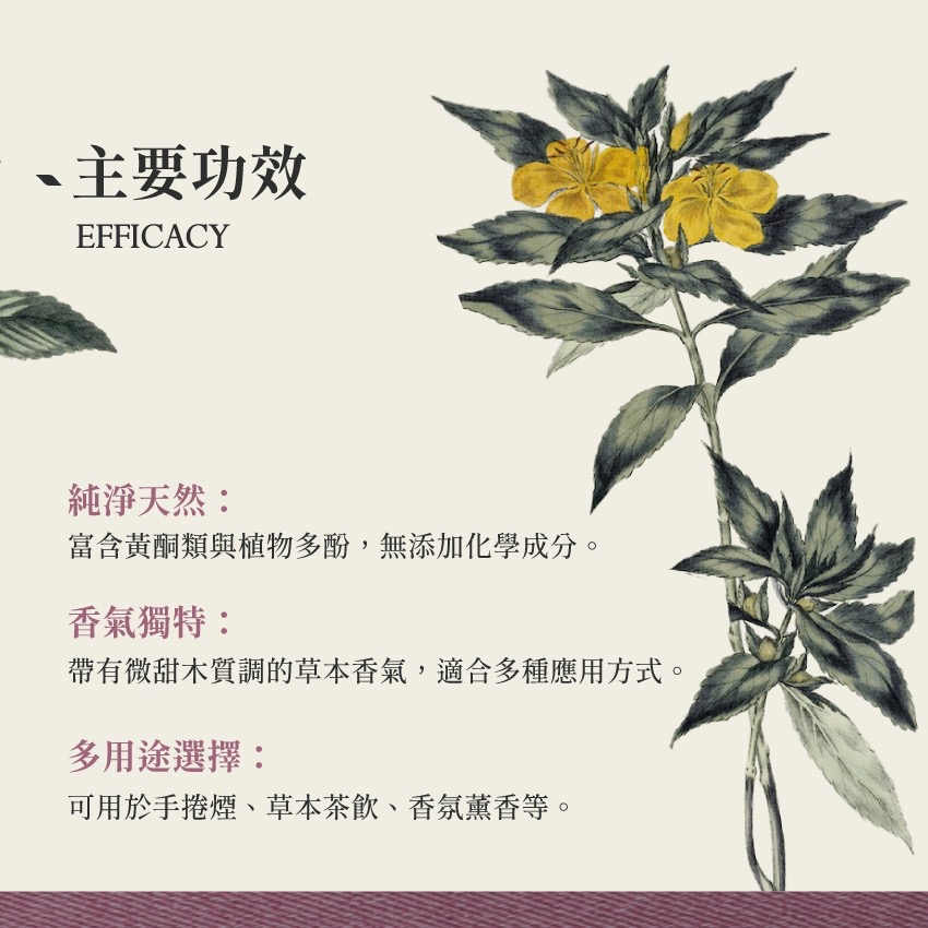 達米阿那 10g｜Damiana Turnera Diffusa 乾燥 花 草 茶 原料｜本草・草本實驗室-細節圖3