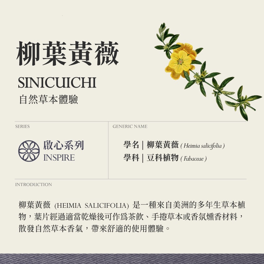 柳葉黃薇 5g｜Sinicuichi Heimia Salicifolia 乾燥 花 草 茶 原料｜本草・草本實驗室-細節圖2