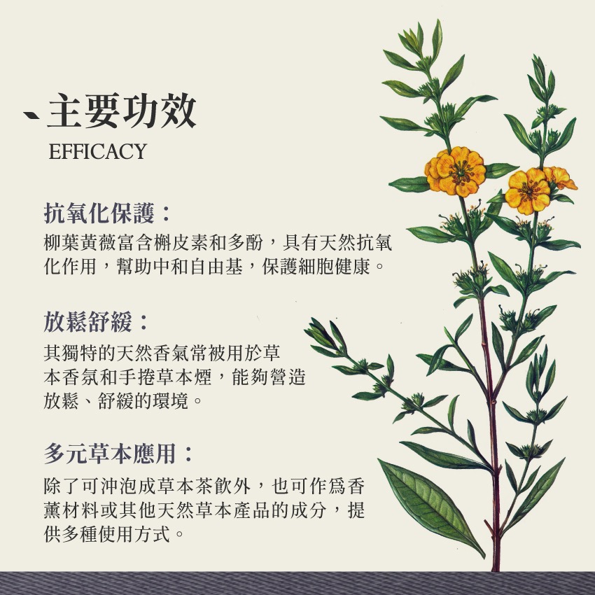 柳葉黃薇 5g｜Sinicuichi Heimia Salicifolia 乾燥 花 草 茶 原料｜本草・草本實驗室-細節圖3