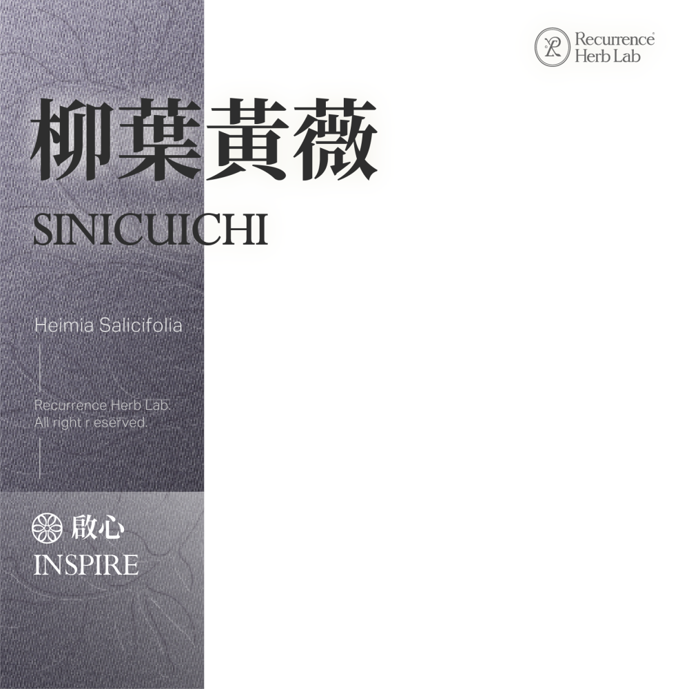 柳葉黃薇 5g｜Sinicuichi Heimia Salicifolia 乾燥 花 草 茶 原料｜本草・草本實驗室-細節圖7