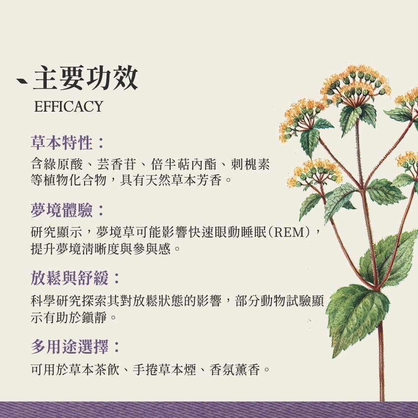 墨西哥 夢境草｜1g｜Dream Herb Calea Zacatechichi｜本草・草本實驗室｜飛 行 草 本-細節圖3