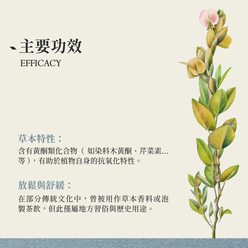 闊葉丁癸 5g｜Maconha Brava Zornia Latifolia 乾燥 花 草 茶 原料｜飛 行 草 本-細節圖3
