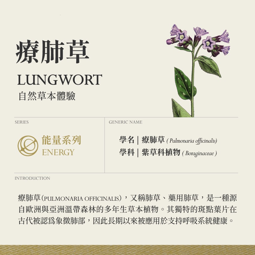 療肺草 10g｜Lungwort Pulmonaria Officinalis 乾燥 花 草 茶 原料｜本草・草本實驗室-細節圖2