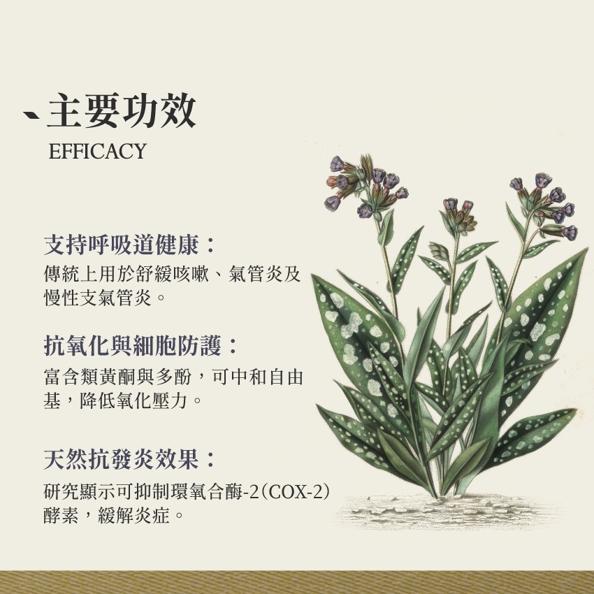 療肺草 10g｜Lungwort Pulmonaria Officinalis 乾燥 花 草 茶 原料｜本草・草本實驗室-細節圖3