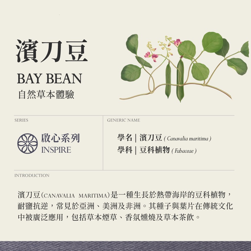 濱刀豆 5g｜Bay Bean Canavalia Maritima 乾燥 花 草 茶 原料｜本草・草本實驗室-細節圖2