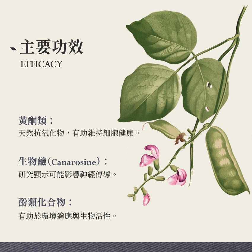 濱刀豆 5g｜Bay Bean Canavalia Maritima 乾燥 花 草 茶 原料｜本草・草本實驗室-細節圖3