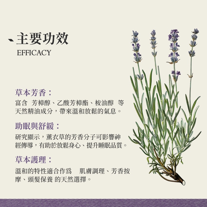 新疆薰衣草 10g｜Lavender Lavandula Angustifolia 乾燥 花 草 茶 原料｜本草-細節圖3
