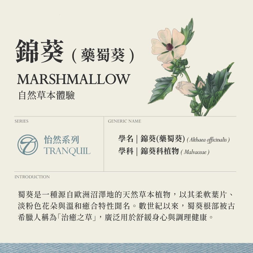 錦葵 藥蜀葵 10g｜Marshmallow Althaea officinal 乾燥 花 草 茶 原料｜本草-細節圖2
