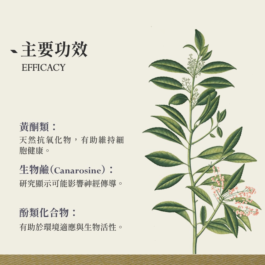 亞馬遜冬青茶 10g｜Holly treeIlex guayusa 乾燥 花 草 茶 原料｜本草・草本實驗室-細節圖3