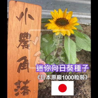 【現貨。不用再問】迷你向日葵 種子 日本原廠包裝（1000粒） 矮性向日葵 向日葵 太陽花 日頭花 種子 花卉 大微笑