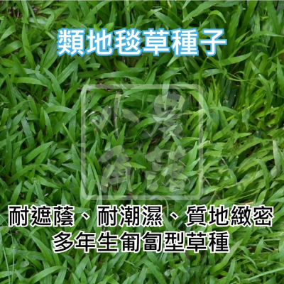 【現貨。不用再問】類地毯草 種子 草皮 草坪 可用 庭園 草生栽培 非 巴西地毯草 非 新加坡草 非 熱帶地毯草 地毯草
