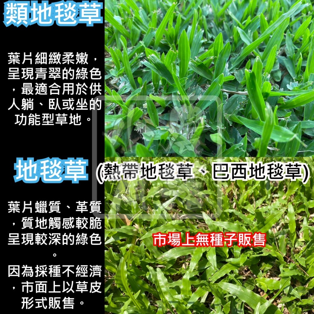 【現貨。不用再問】類地毯草 種子 草皮 草坪 可用 庭園 草生栽培 非 巴西地毯草 非 新加坡草 非 熱帶地毯草 地毯草-細節圖3