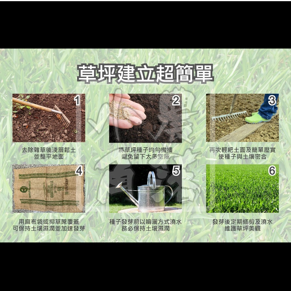 【現貨。不用再問】類地毯草 種子 草皮 草坪 可用 庭園 草生栽培 非 巴西地毯草 非 新加坡草 非 熱帶地毯草 地毯草-細節圖4