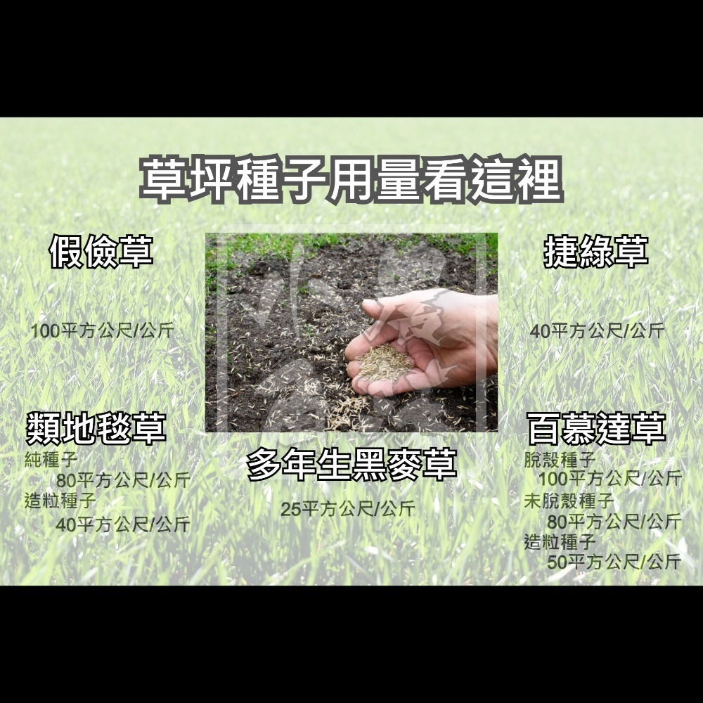 【現貨。不用再問】類地毯草 種子 草皮 草坪 可用 庭園 草生栽培 非 巴西地毯草 非 新加坡草 非 熱帶地毯草 地毯草-細節圖5